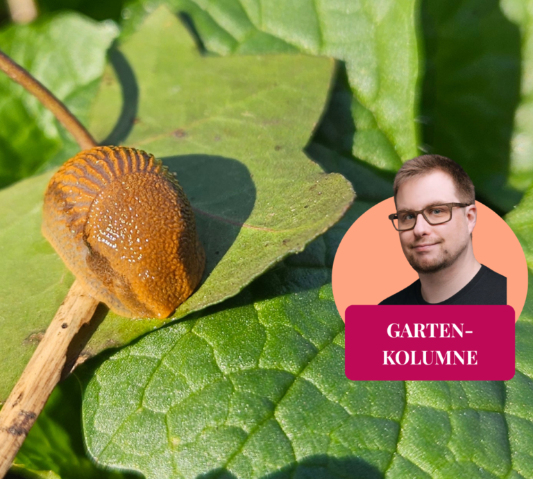 Schnecke im Garten und Redakteur | © Mattias Nemeth