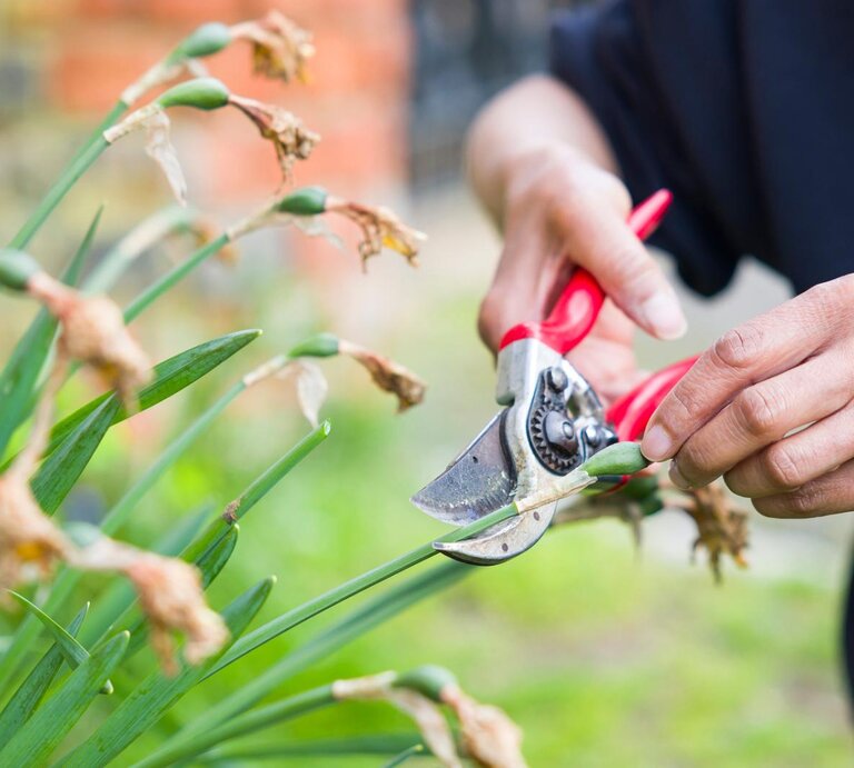 Frau schneidet verblühte Blüten von Narzissen ab.  | © Getty Images