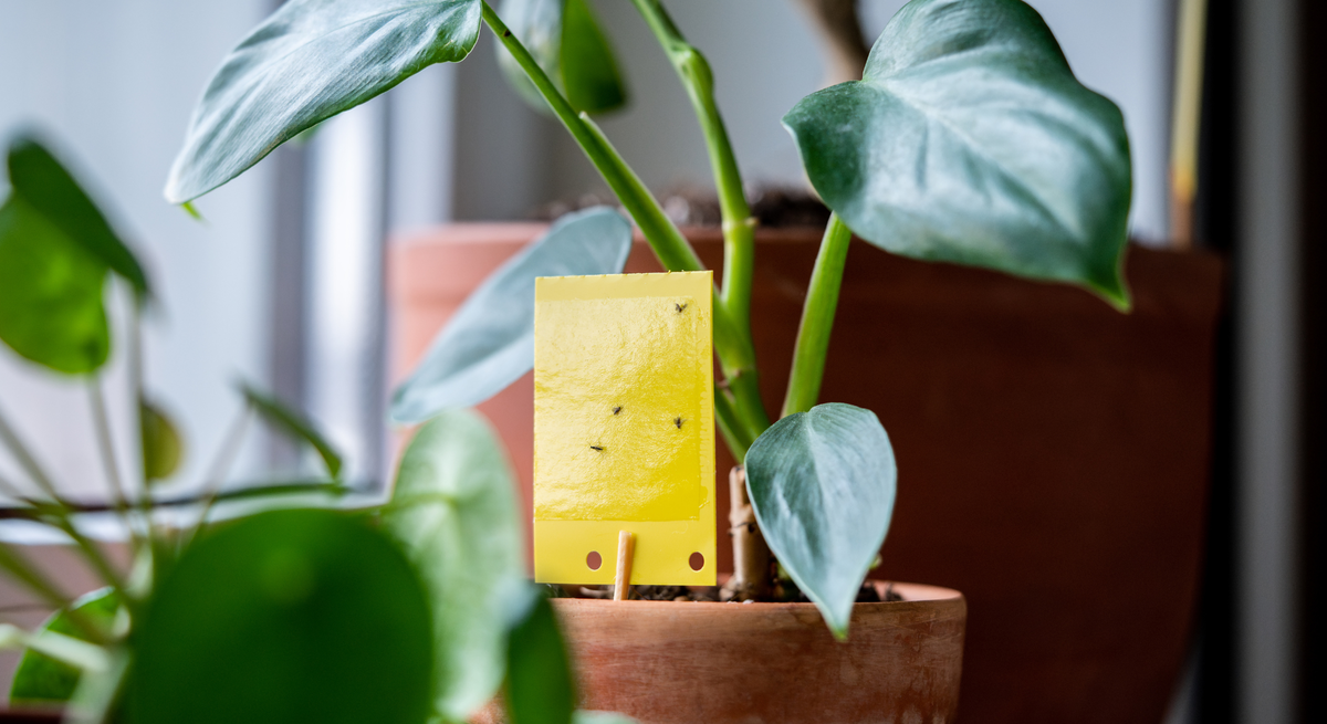 Ein gelber Insektenfänger steckt in einem braunen Blumentopf mit grüner Zimmerpflanze, umgeben von weiteren Topfpflanzen.