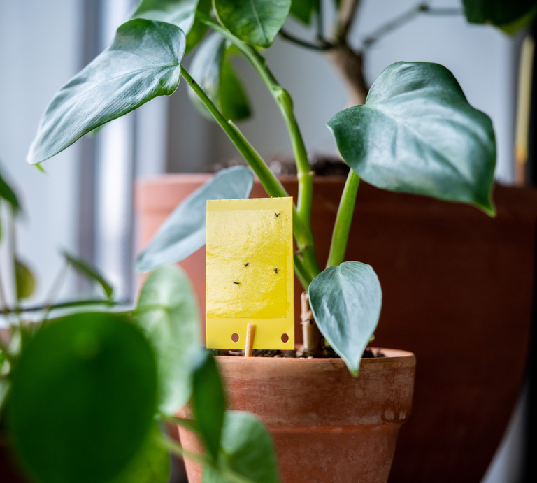 Ein gelber Insektenfänger steckt in einem braunen Blumentopf mit grüner Zimmerpflanze, umgeben von weiteren Topfpflanzen. | © Canva