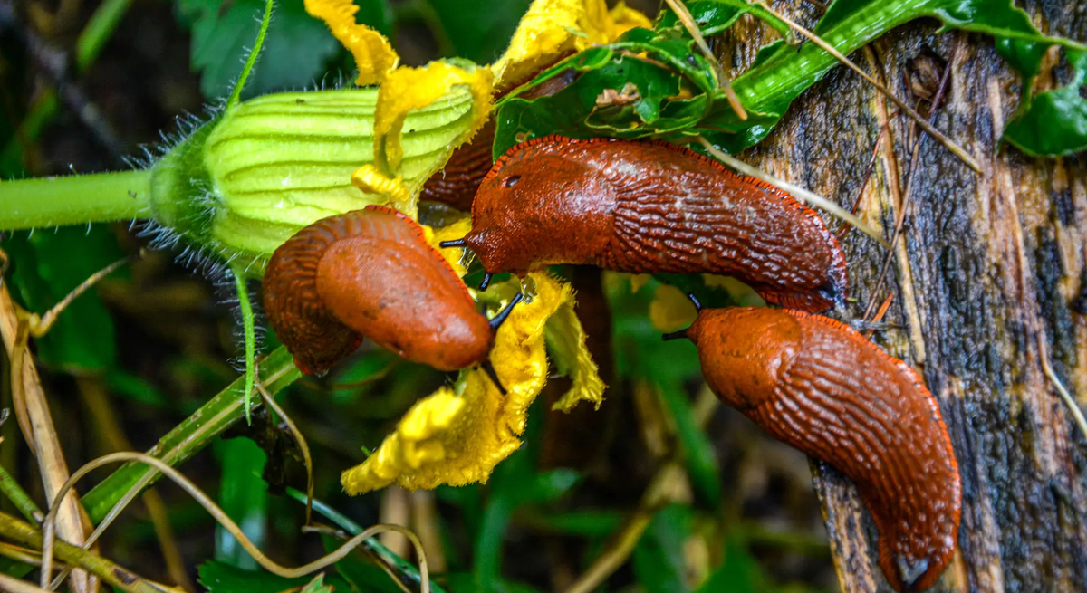 Nacktschnecken auf gelber Zucchiniblüte