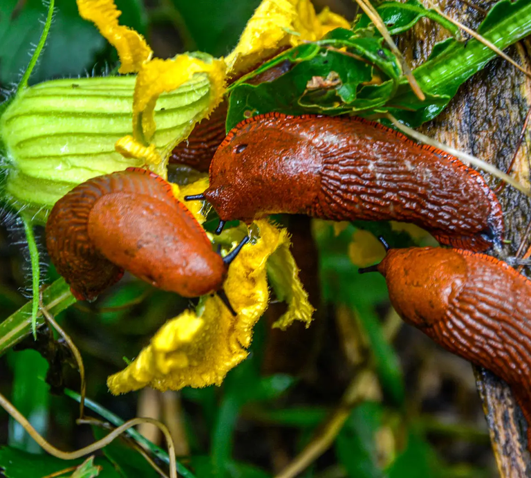 Nacktschnecken auf gelber Zucchiniblüte | © Adobe Stock