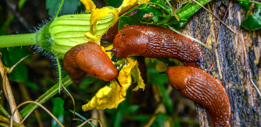 Nacktschnecken auf gelber Zucchiniblüte | © Adobe Stock
