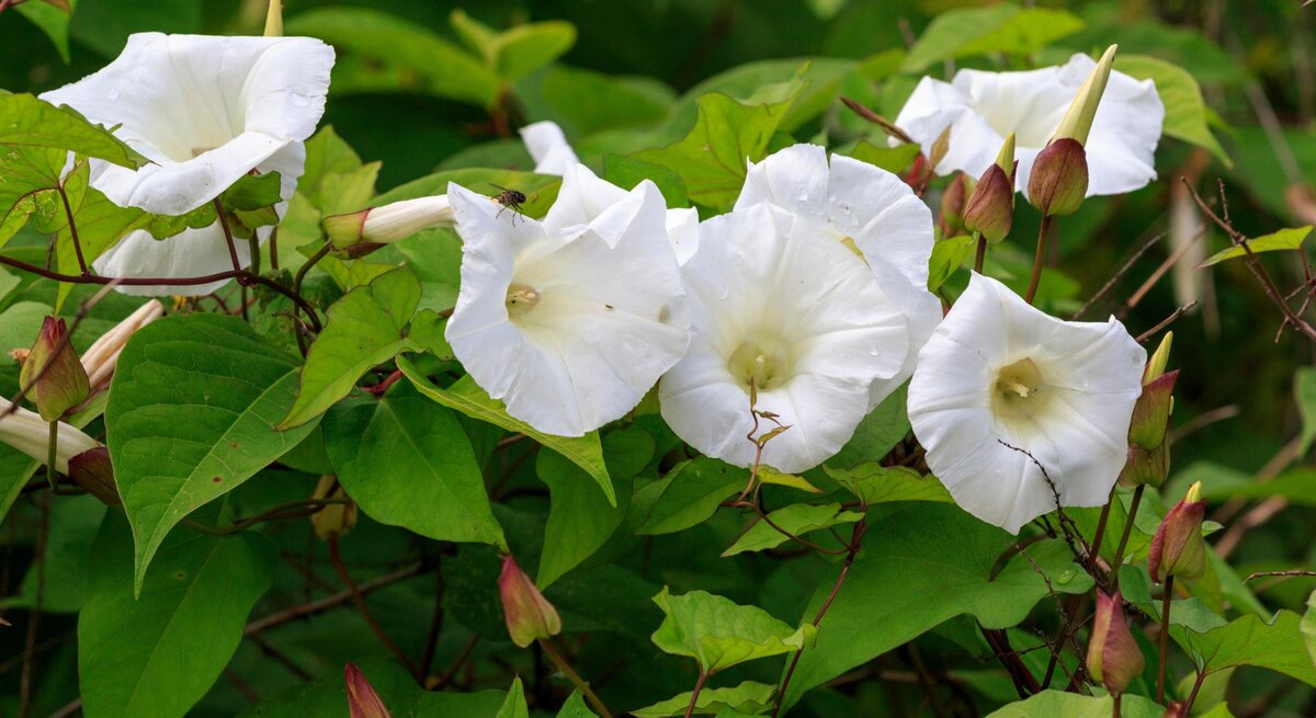 Zaunwinde mit weißen Blüten.
