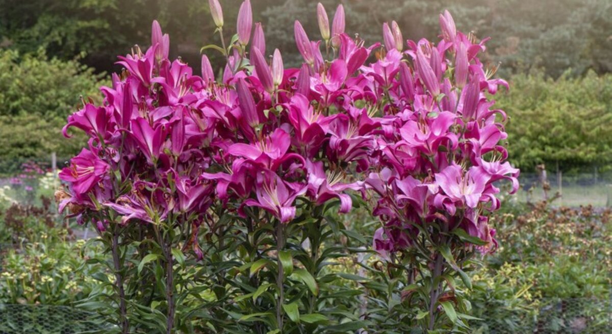 Lila-intensive Blüten von einigen gepflanzten Baumlilien (O.T.-Lilien) vereint in einem Garten