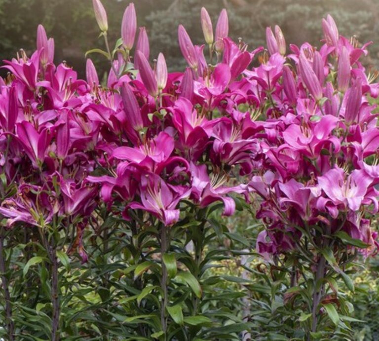Lila-intensive Blüten von einigen gepflanzten Baumlilien (O.T.-Lilien) vereint in einem Garten | © gettyimages/	Jacky Parker Photography
