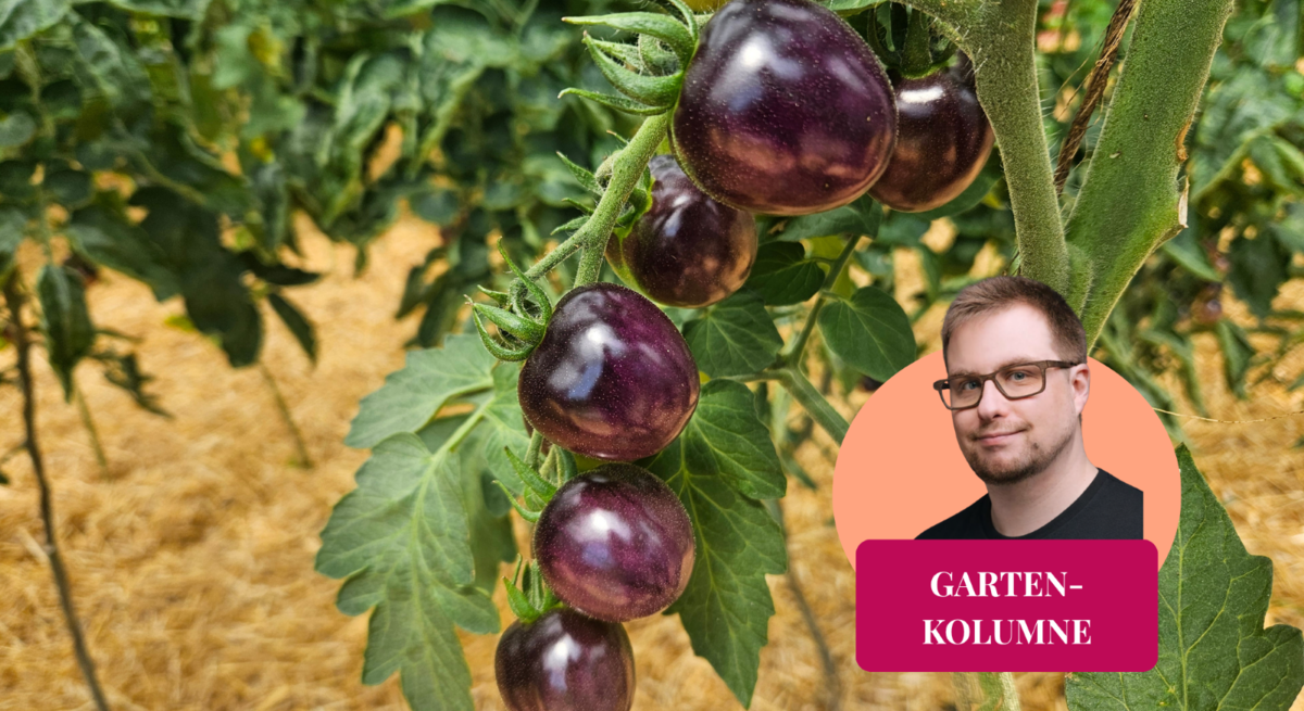 Lila abreifende Cherrytomaten an einer langen Rispe mit Strohmulch.