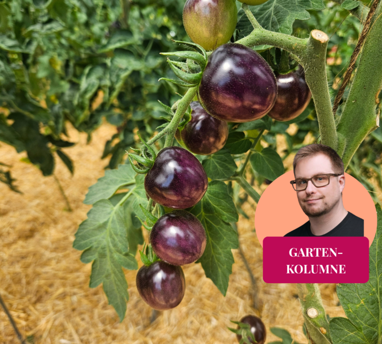 Lila abreifende Cherrytomaten an einer langen Rispe mit Strohmulch. | © Mattias Nemeth