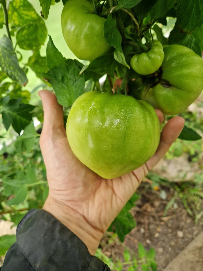 Hand hält grüne riesige Tomate | © Mattias Nemeth