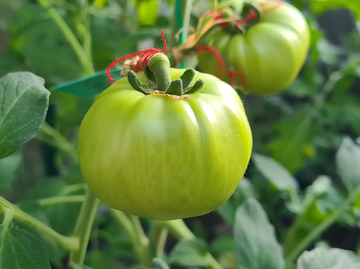 Selbst angebaute Tomaten, die noch grün sind | © Mattias Nemeth