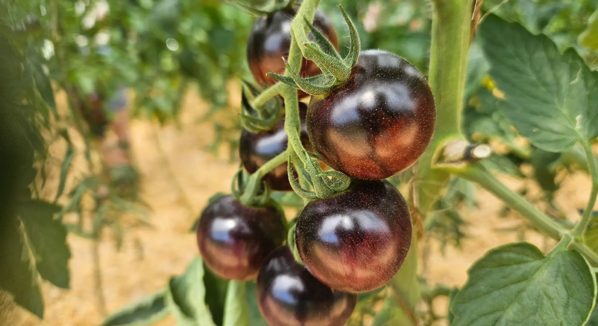 Schwarze Tomaten an Rispe