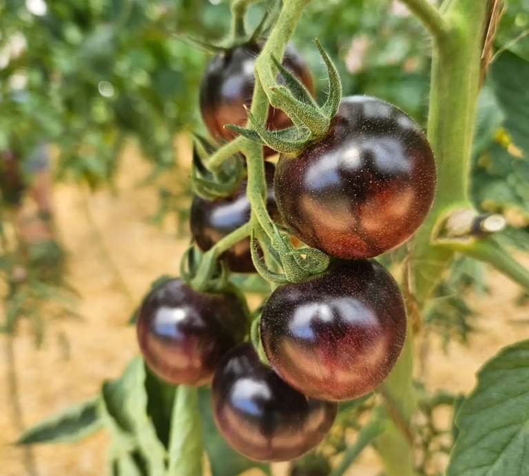 Schwarze Tomaten an Rispe | © Mattias Nemeth