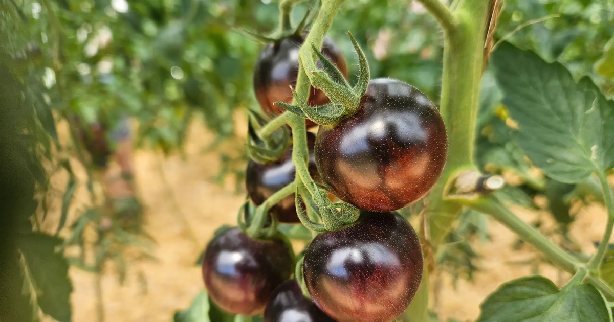 Tomaten dngen: Brotdnger selbst herstellen