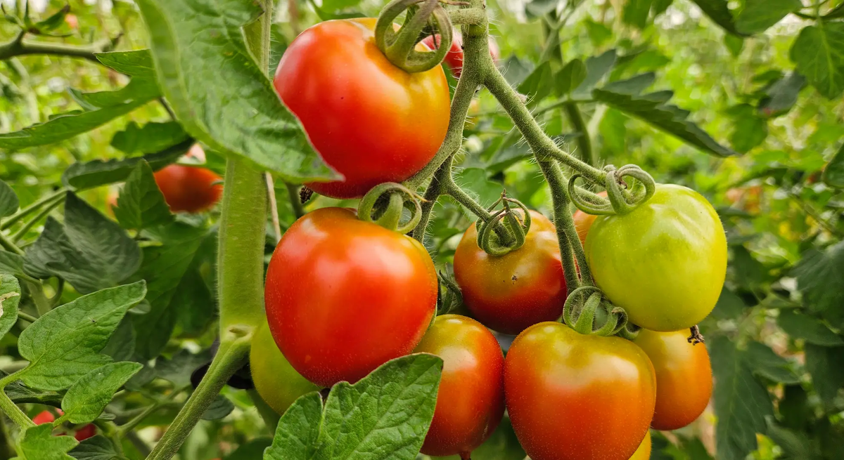 Selbst angebaute Tomaten 