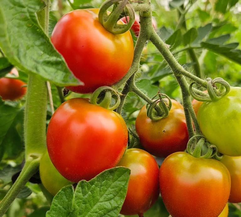 Selbst angebaute Tomaten  | © Mattias Nemeth