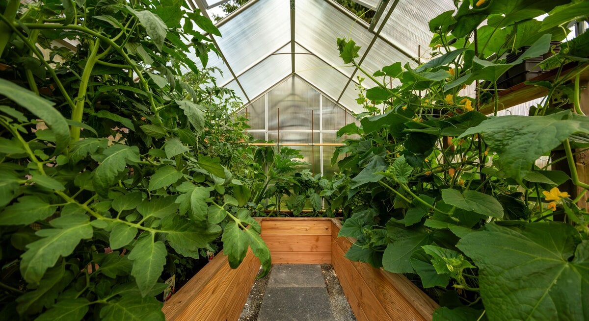 Tomaten und Gurken in einem Gewächshaus. | © Annabell Gsödl / stock.adobe.com