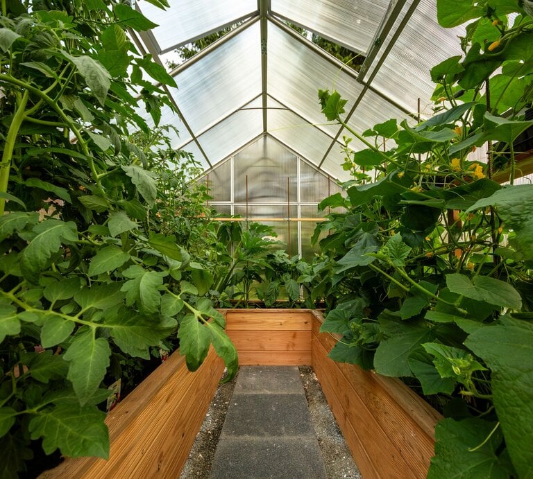 Tomaten und Gurken in einem Gewächshaus. | © Annabell Gsödl / stock.adobe.com