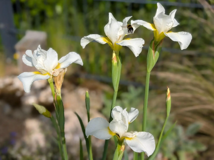 Bartlose Schwertlilie im Garten | © Ann-Kathrin Schöll