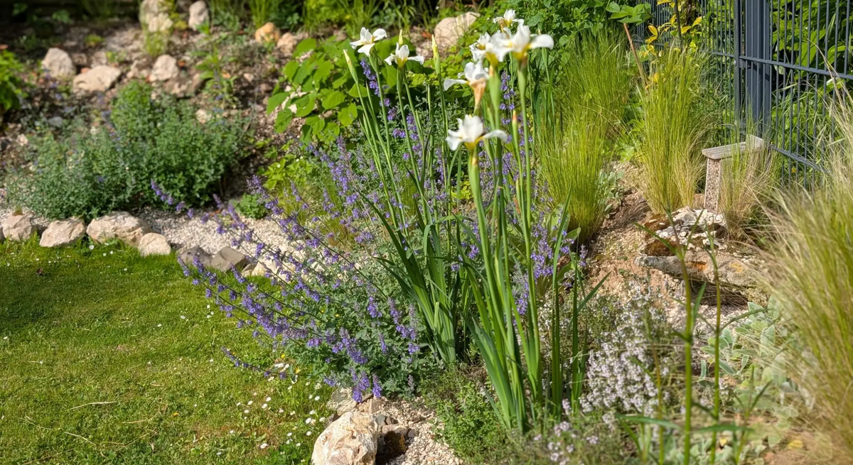 Mediterranes Staudenbeet im Garten mit Iris, Thymian und Katzenminze