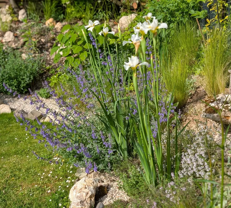 Mediterranes Staudenbeet im Garten mit Iris, Thymian und Katzenminze | © Ann-Kathrin Schöll