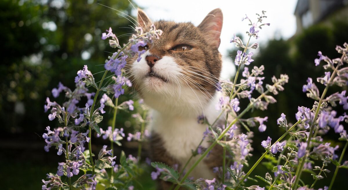 Eine Katze riecht an Katzenminze im Beet. 