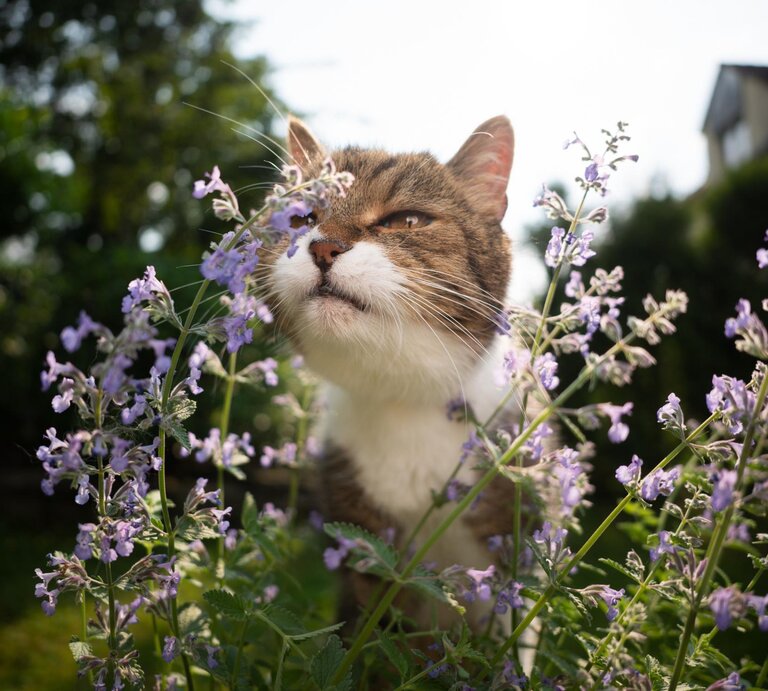 Eine Katze riecht an Katzenminze im Beet.  | © Getty Images