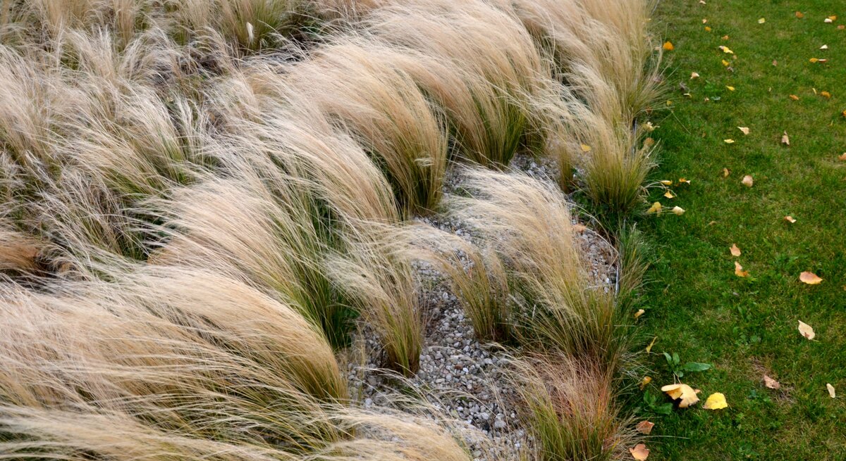 es sind mehrere Büschel Federgras in einem Garten zu sehen, die sich mit ihren langen hellen Gräsern im Wind wiegen.