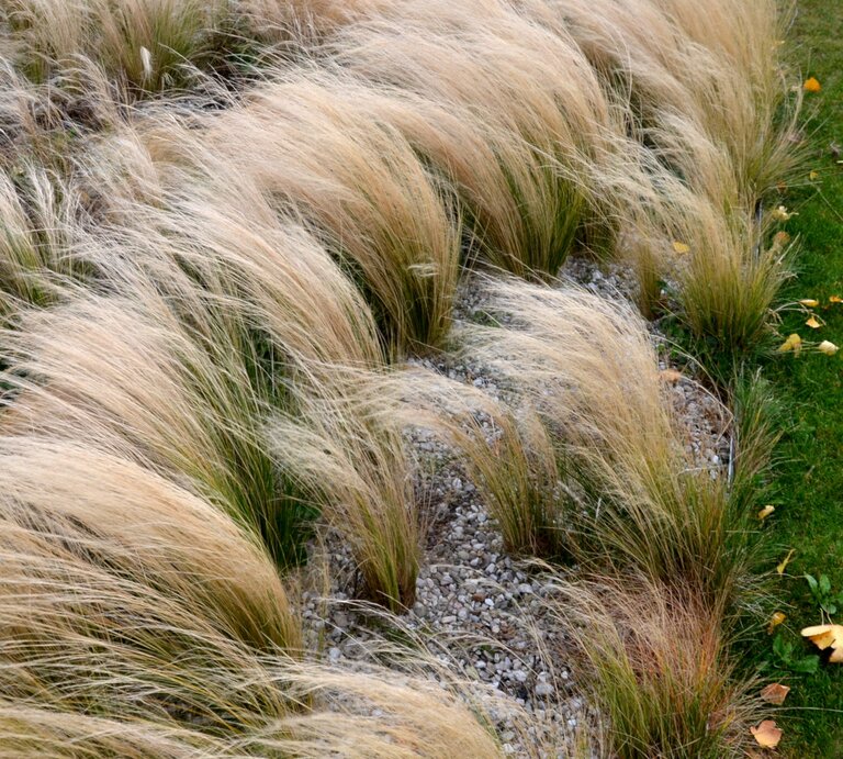 es sind mehrere Büschel Federgras in einem Garten zu sehen, die sich mit ihren langen hellen Gräsern im Wind wiegen. | © gettyimages/ beekeepx