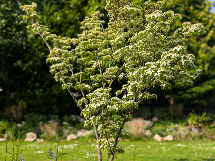 Japanischer Blumenhartriegel Cornus kousa 'Venus' | © Ann-Kathrin Schöll