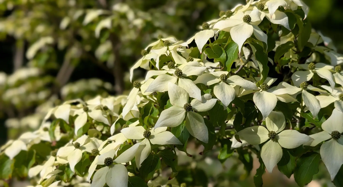 Japanischer Blumenhartriegel in voller Blüte