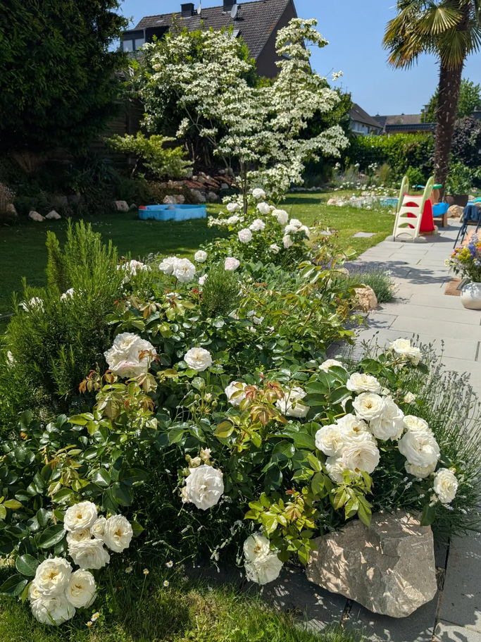 Garten mit weißen Rosen, dahinter blühender Cornus Kousa | © Ann-Kathrin Schöll