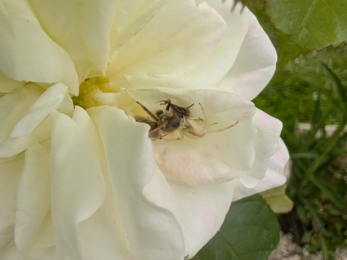 Krabbenspinne in weißer Rose, die Biene frisst | © Ann-Kathrin Schöll