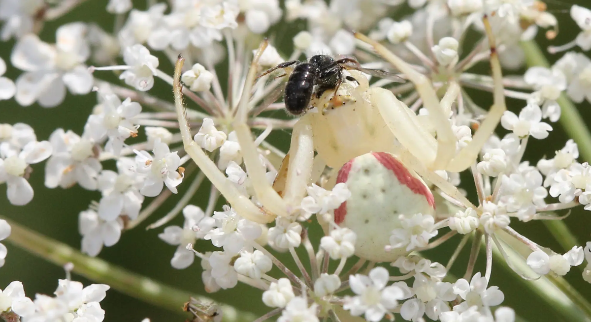 Weiße Krabbenspinne frisst Biene auf weißer Holunderblüte