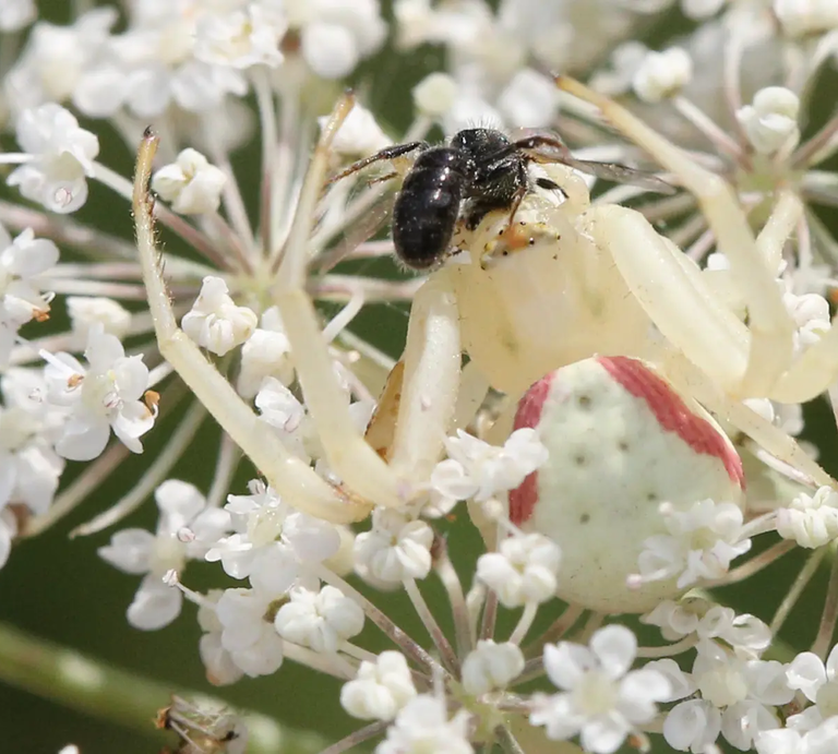 Weiße Krabbenspinne frisst Biene auf weißer Holunderblüte | © Ann-Kathrin Schöll