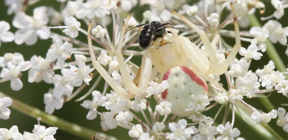 Weiße Krabbenspinne frisst Biene auf weißer Holunderblüte | © Ann-Kathrin Schöll