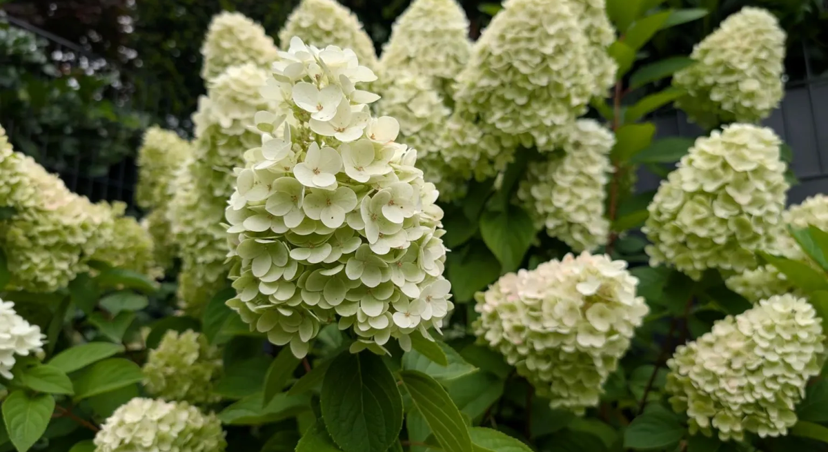 Rispenhortensie