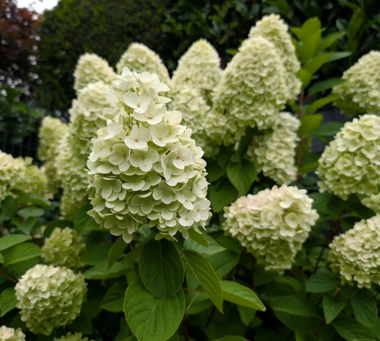 Rispenhortensie | © Ann-Kathrin Schöll