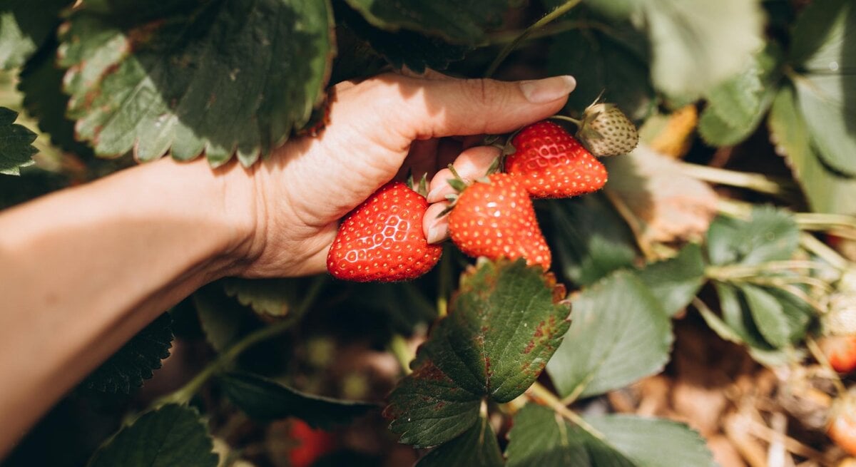 Frau hält Erdbeeren an einem Strauch in der offenen Hand.  | © Getty Images 