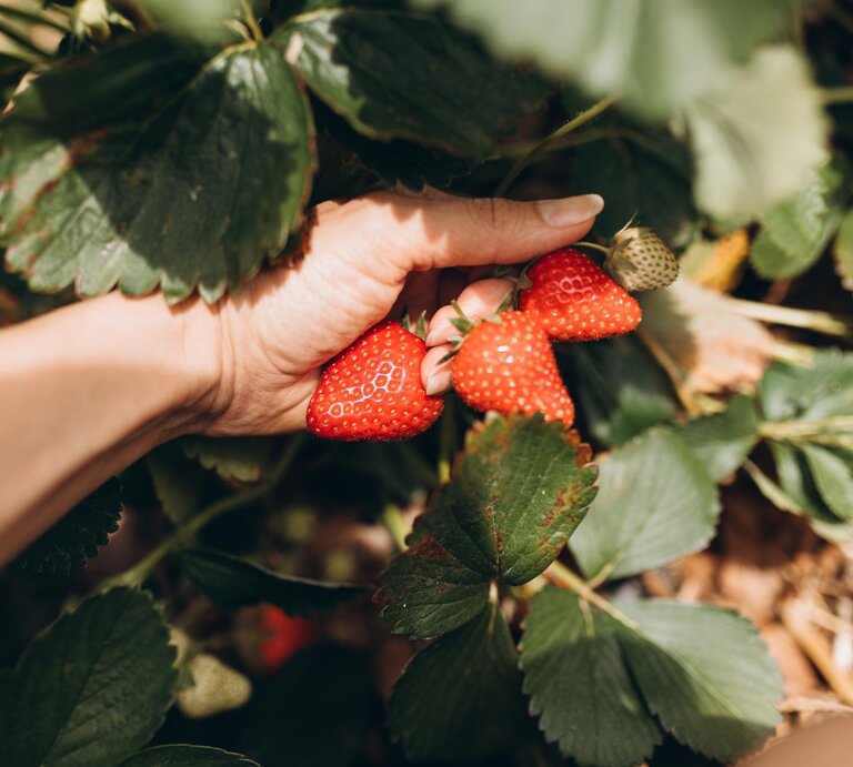 Frau hält Erdbeeren an einem Strauch in der offenen Hand.  | © Getty Images 