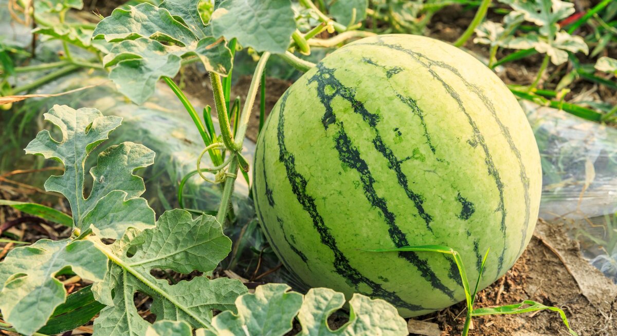 Eine reife grün gestreifte Wassermelone liegt zwischen kräftigen Blättern und Ranken auf einem sonnigen Ackerboden.