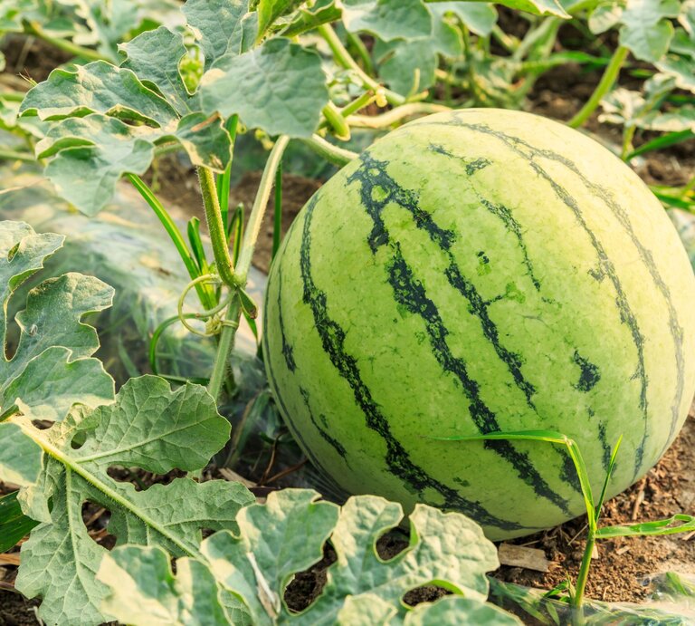 Eine reife grün gestreifte Wassermelone liegt zwischen kräftigen Blättern und Ranken auf einem sonnigen Ackerboden. | © GettyImages/zhaojiankang