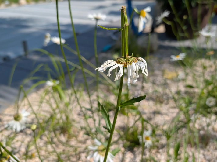 Abgeknickte Margeriten nach Hagel | © Ann-Kathrin Schöll