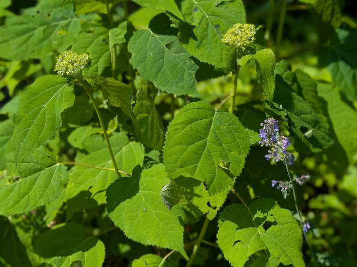 Hortensienblätter mit Löchern durch Hagel | © Ann-Kathrin Schöll