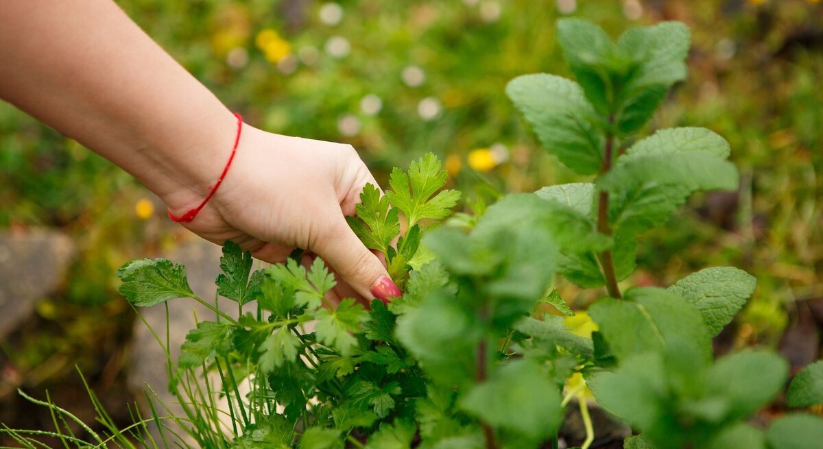 Eine Hand mit rotem Armband und rot lackierten Fingernägeln pflückt frische Kräuter in einem Garten. Im Vordergrund sind Petersilie und Minze zu erkennen. Der Hintergrund ist unscharf und zeigt weiteres üppiges Grün sowie vereinzelte gelbe Blüten. Das Bild steht sinnbildlich für das Ernten frischer Kräuter aus dem eigenen Garten. | © Getty Images/ Andrey Sayfutdinov via Canva.com
