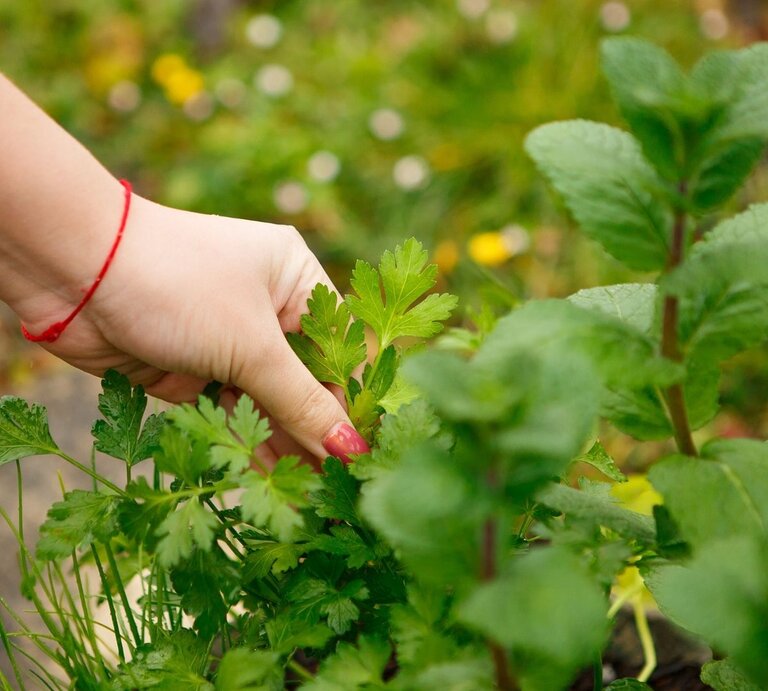 Eine Hand mit rotem Armband und rot lackierten Fingernägeln pflückt frische Kräuter in einem Garten. Im Vordergrund sind Petersilie und Minze zu erkennen. Der Hintergrund ist unscharf und zeigt weiteres üppiges Grün sowie vereinzelte gelbe Blüten. Das Bild steht sinnbildlich für das Ernten frischer Kräuter aus dem eigenen Garten. | © Getty Images/ Andrey Sayfutdinov via Canva.com