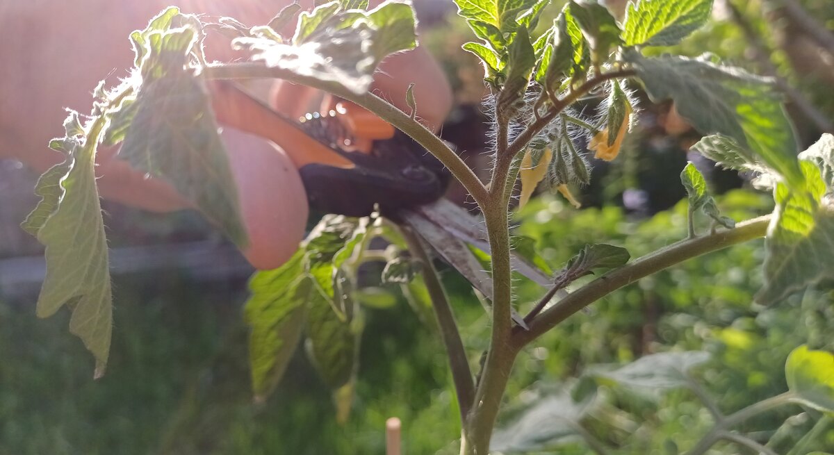 Eine Tomate bei der gerade mit einer Schere ein Geiztrieb entfernt wird.  | © Mattias Nemeth