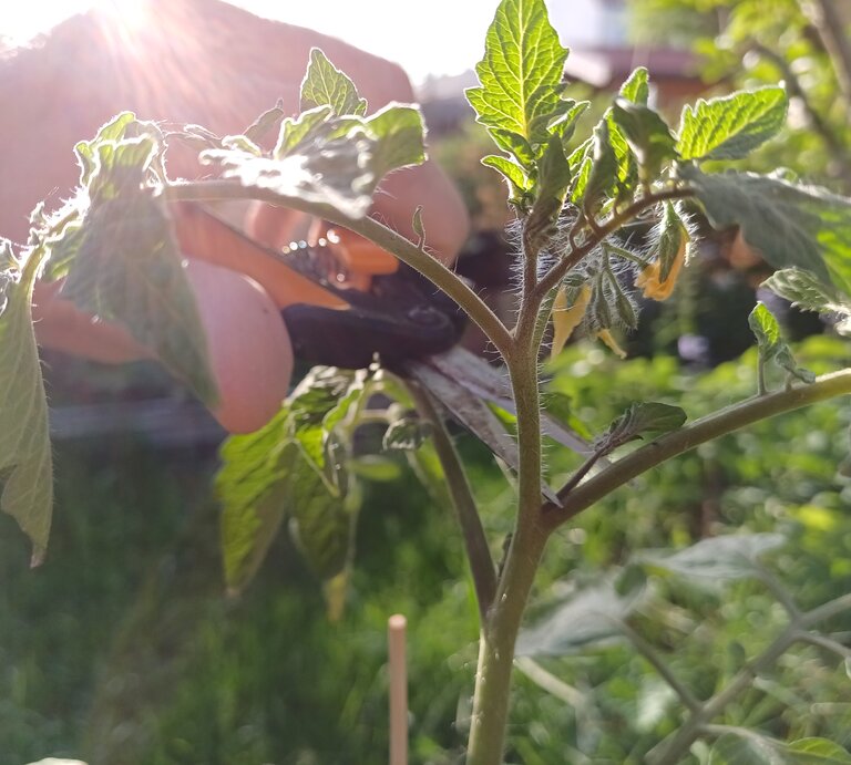Eine Tomate bei der gerade mit einer Schere ein Geiztrieb entfernt wird.  | © Mattias Nemeth