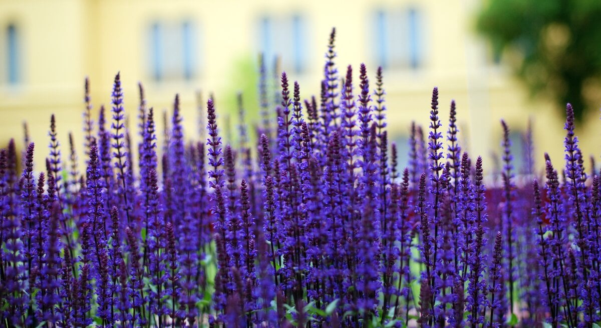 Großaufnahme eines lavendels auf einem Balkon, intensive lila Blüten