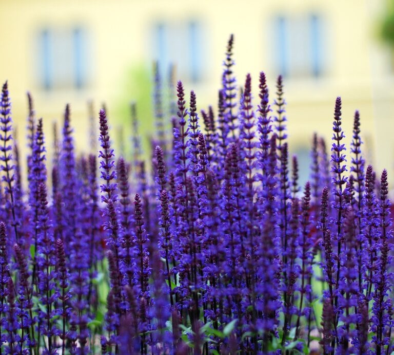 Großaufnahme eines lavendels auf einem Balkon, intensive lila Blüten | © gettyimages/ Kristina Strasunske