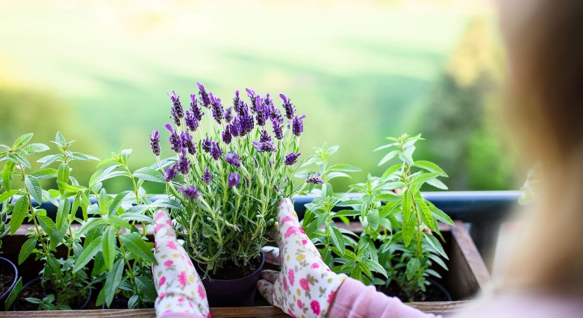 Mit gemusterten Gartenhandschuhen setzt eine Person blühenden Lavendel zwischen grüne Kräuter in einen Holzkasten auf dem Balkon.